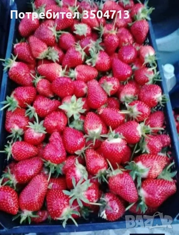 Разсад ягоди Клери – наличен и готов за засаждане!, снимка 2 - Разсади - 54175849