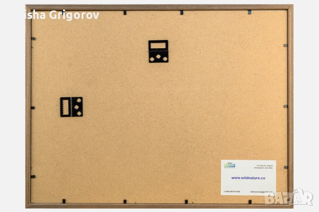 Фотокартина с благороден елен, снимка 3 - Декорация за дома - 53961085