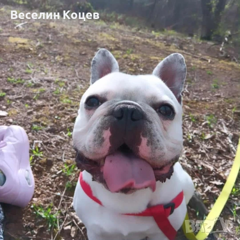 Мъжки френски булдог си търси женска , снимка 3 - Френски булдог - 52517049