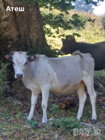 крави юници телета