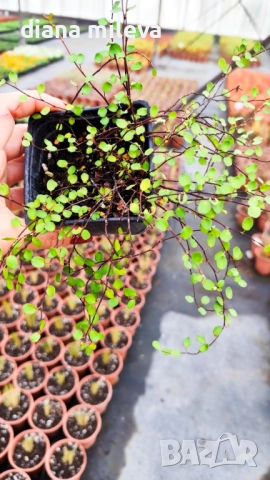 Мюленбекия Сийленд компакт, Muehlenbeckia Sealand compact, снимка 8 - Градински цветя и растения - 49926290