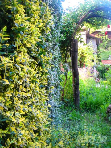 Радиканс - 3 вида вечнозелен жив плет (ПРОМО: 1,10 лв.–0,80 лв.), снимка 6 - Разсади - 42873134