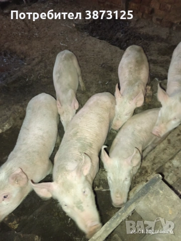 Свободни бели прасета, снимка 5 - Прасета - 53235612