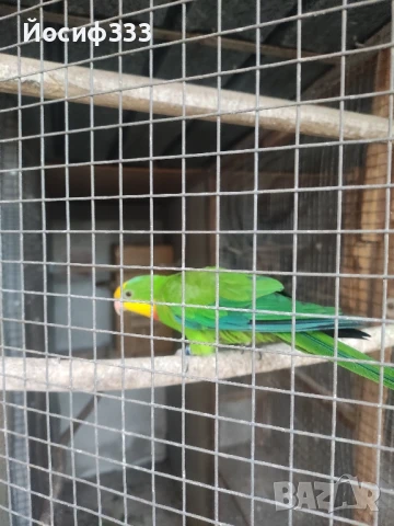 Продавам папагал Барабанди , снимка 1