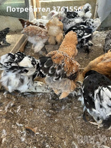 млади ярки и петлета, снимка 9 - Кокошки и пуйки - 51394383