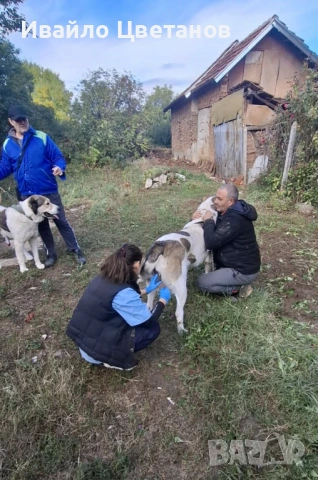 Алабай, снимка 8 - Алабай - 53885269