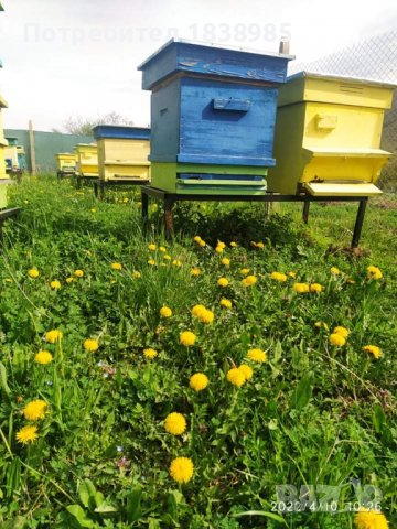 Пчелен прашец 2024г, снимка 2 - Хранителни добавки - 36754069