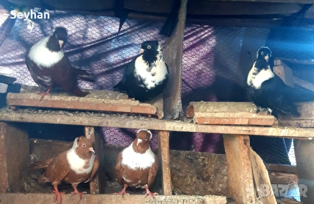 Чирпански гълъби 