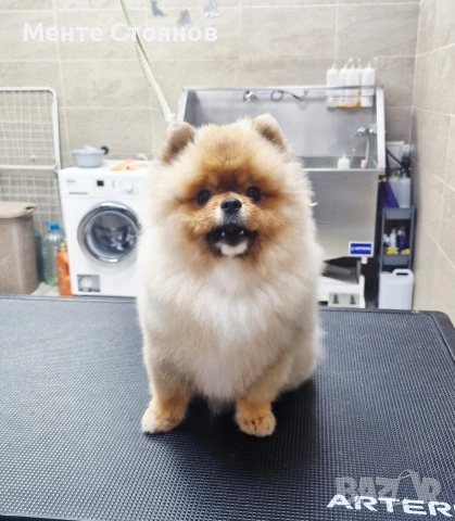 померан , снимка 5 - Померан - 53266878