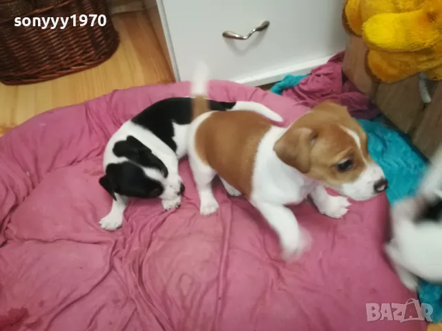 ДЖАК РЪСЕЛ БЕБЕТА 2025-ТА 3001251931