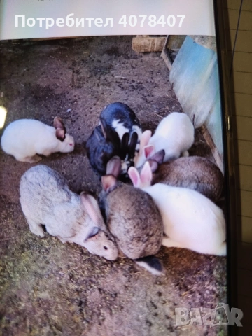 зайци мъжки и женски, снимка 2 - Други животни - 54236687