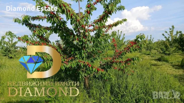 Черешова градина в село Узунджово, обл. Хасково, снимка 4 - Земеделска земя - 56256194