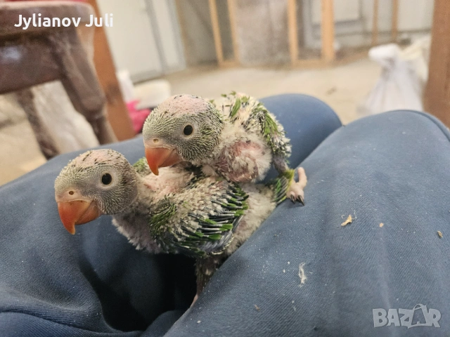 Бебета малки "Александър"