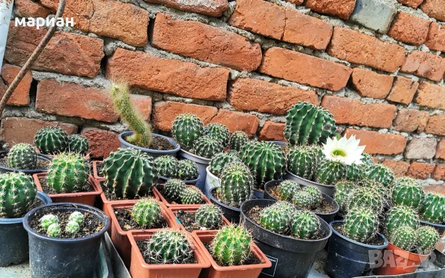 Цъфтящ кактус Ехинопсис (Echinopsis eyriesii) различни големини, снимка 8 - Градински цветя и растения - 21695497