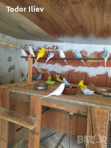 Продавам вълнисти папагали , снимка 2 - Папагали - 51081261