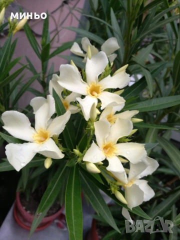 продавам  зокум, снимка 5 - Градински цветя и растения - 51705590