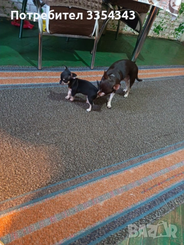 Чихоa   родени са 23.11.25, снимка 8 - Чихуахуа - 52791732