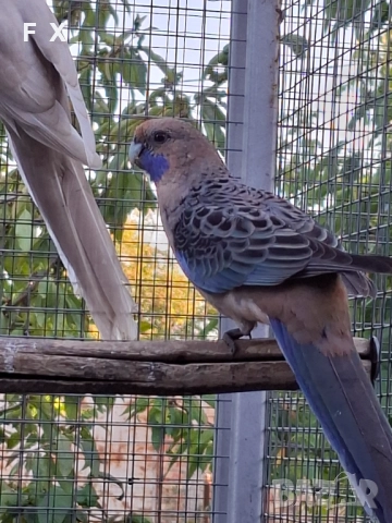 penantovi rozeli   , снимка 18 - Папагали - 51343821