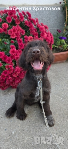 дратхаар , снимка 5 - Дратхаар - 52393727