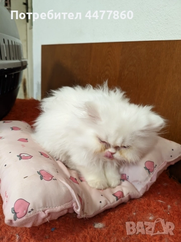 Продавам персийски котенца , снимка 7 - Други - 52679395