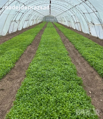 Разсад ранни домати краставици, снимка 9 - Разсади - 54052633