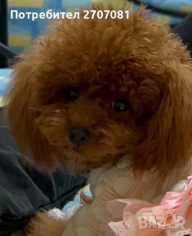 Той пудели, снимка 17 - Пудели - 48840560