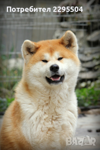 Akita inu male , снимка 5 - Акита ину - 44811632