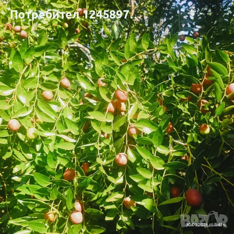 Хинап пресен за мармалад и сладко, снимка 4 - Домашни продукти - 56317723