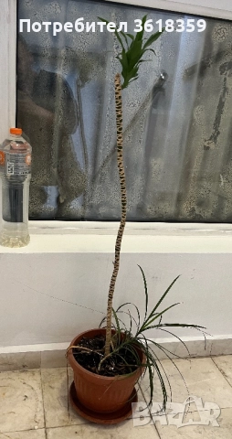 Подарявам цвете, снимка 2 - Стайни растения - 51452334