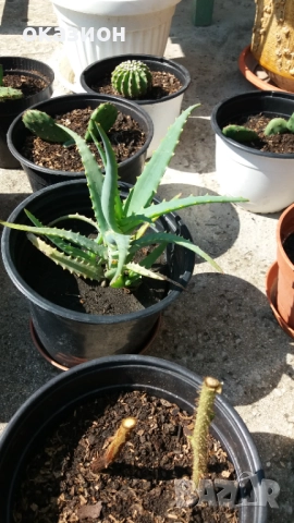 кактуси.алое,дебелец цена за всички, снимка 7 - Градински цветя и растения - 51708237