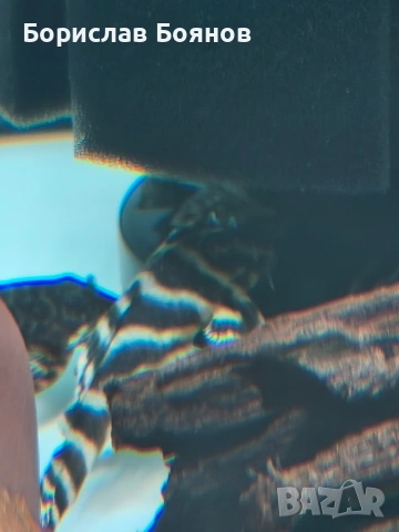 pleco, снимка 14 - Рибки - 54176529