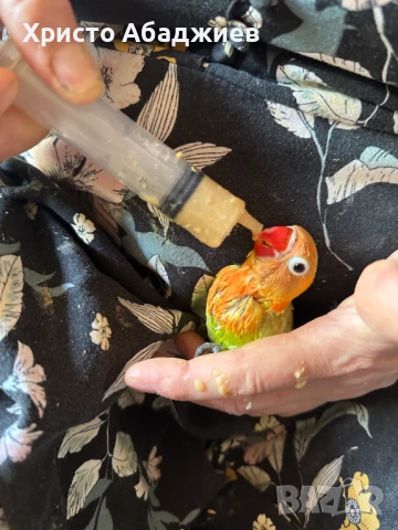 ръчни неразделки, снимка 7 - Папагали - 50866658