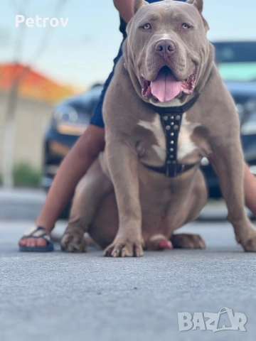 Американско були, снимка 9 - Питбул - 51911928