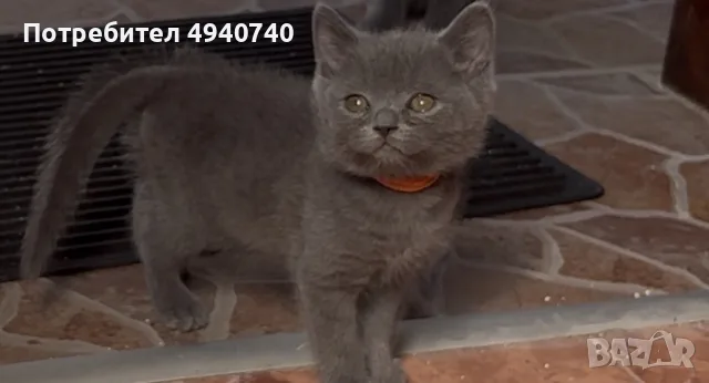 британски котки, снимка 9 - Британска късокосместа - 55963541