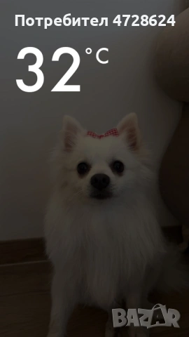 Търсим мъжкар за разплод