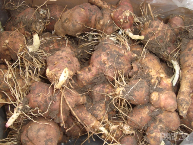 Земна ябълка, Гулия (Helianthus tuberosus)