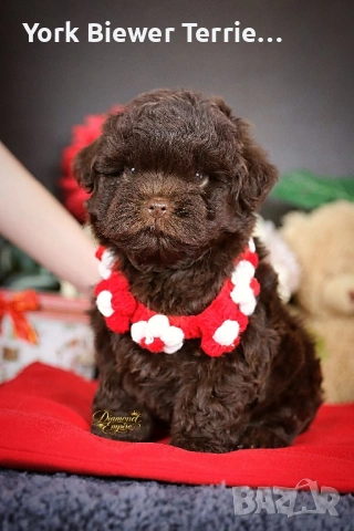 Пудел, мини малтипу - шоколадови Сладури за семейство с деца! 