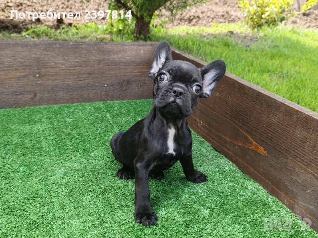 Френски булдог , снимка 12 - Френски булдог - 53832556