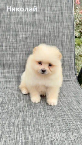 Померан мини момиче. Померанче