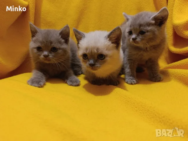 Котета от порода Руска синя котка !, снимка 13 - Руска синя котка - 56255721