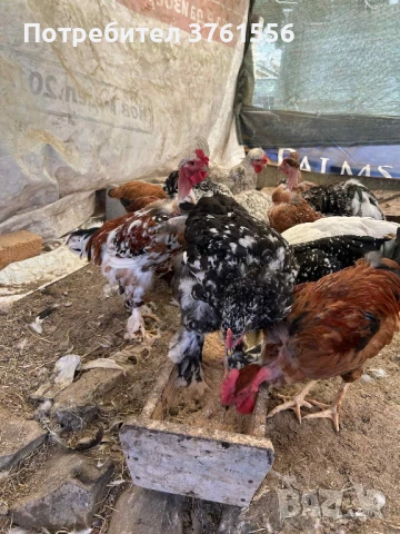 млади ярки и петлета, снимка 4 - Кокошки и пуйки - 51394383