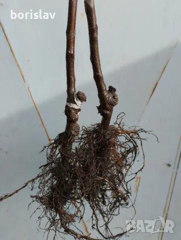 Продавам плодни дръвчета - праскови, кайсии, круши, ябълки, сливи, вишни, череши и дюли, снимка 4 - Градински цветя и растения - 42413795