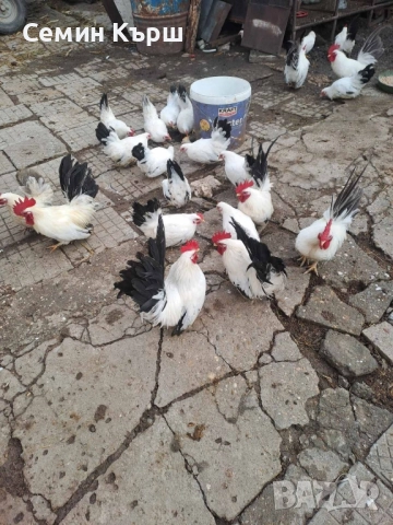 Шабо млади пилета , снимка 2 - Кокошки и пуйки - 51700401