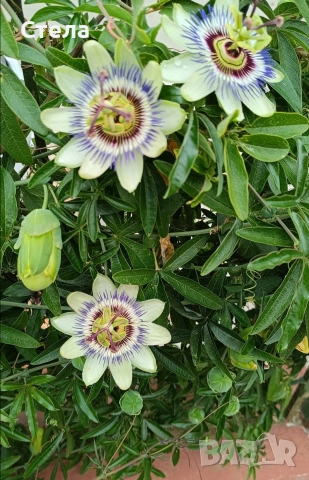 Пасифлора, китайски рози, Индрише 