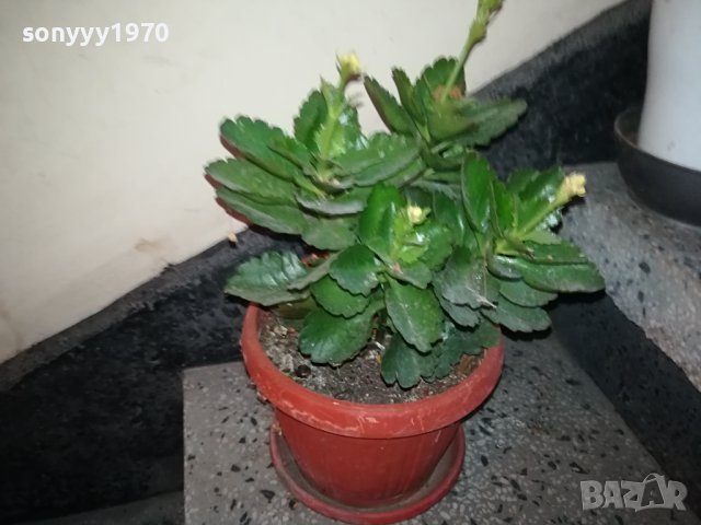 ЦВЕТЕ В САКСИЯ-КАЛАНХОЕ 1802240811, снимка 2 - Стайни растения - 44348275