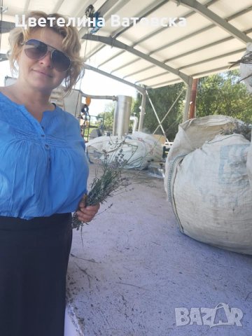  Сертифициран разсадо-посадъчен материал за  участие в Европейски  програми , снимка 2 - Разсади - 34203285