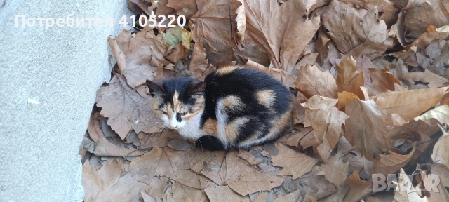 Трицветно женско котенце търси дом, снимка 2 - Други - 52672625