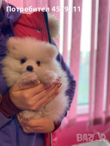 Очарователни бели померанчета търсят своя нов дом 