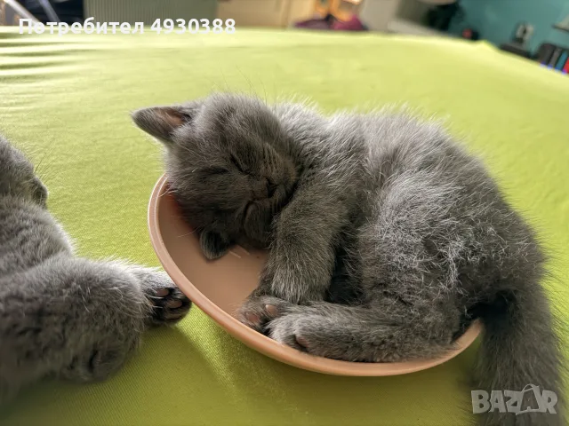 Британски късокосмести котета , снимка 4 - Британска късокосместа - 55969992
