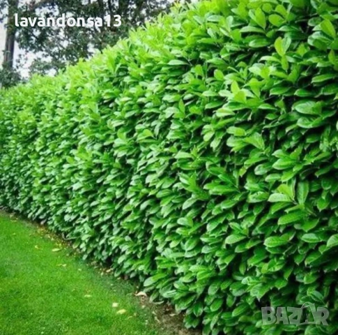 Лавровишна – Вечнозелен Храст за Жив Плет | В Контейнери, снимка 5 - Градински цветя и растения - 42641155